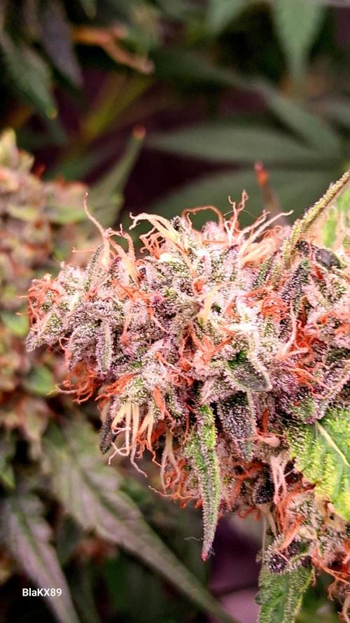 Guava Runtz Auto - Champion Line 🏆. Week 9
