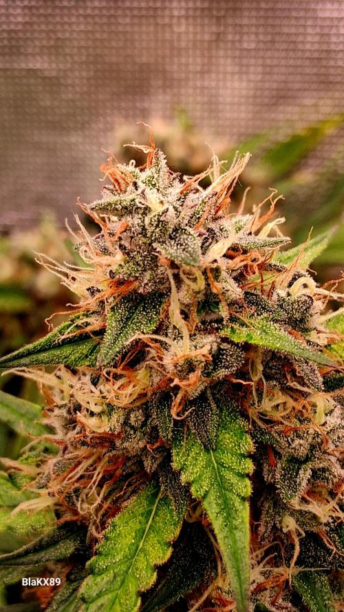 Guava Runtz Auto - Champion Line 🏆. Week 9