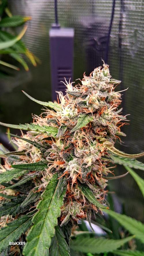 Guava Runtz Auto - Champion Line 🏆. Week 9