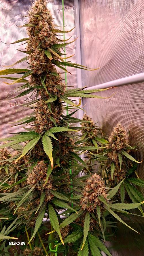 Guava Runtz Auto - Champion Line 🏆. Week 9