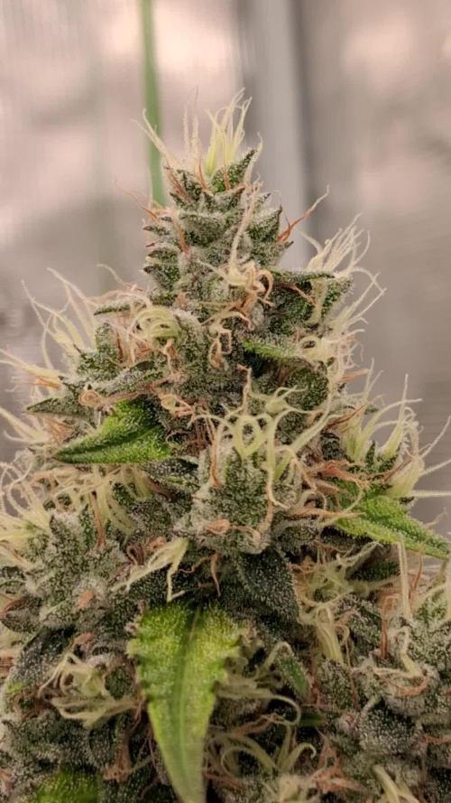 Guava Runtz Auto - Champion Line 🏆