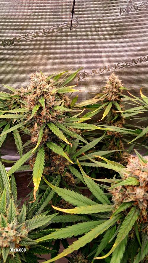 Guava Runtz Auto - Champion Line 🏆. Week 9
