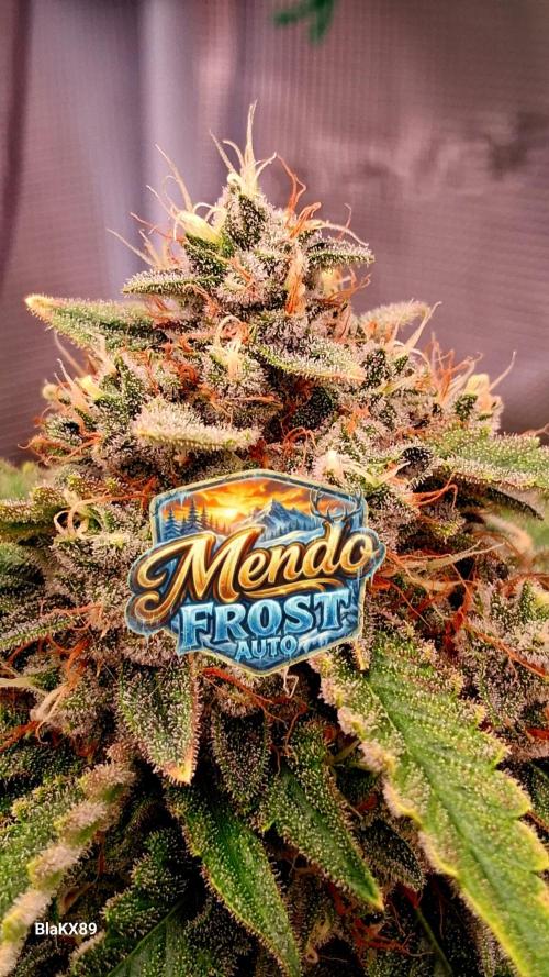 Mendo Frost Auto ❄️ 🏆. Week 9