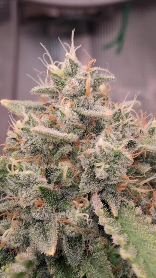 Mendo Frost Auto ❄️ 🏆