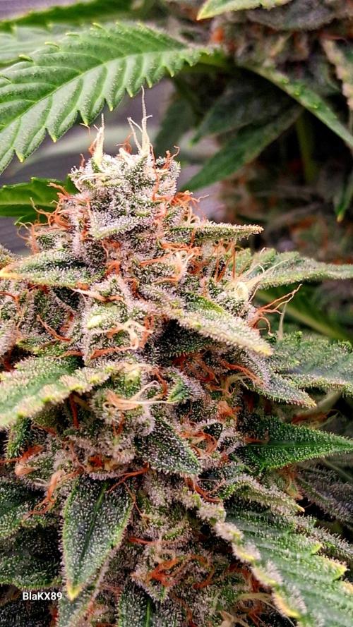 Mendo Frost Auto ❄️ 🏆. Week 9
