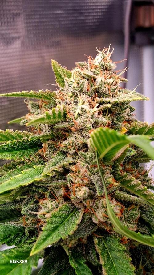 Mendo Frost Auto ❄️ 🏆. Week 9