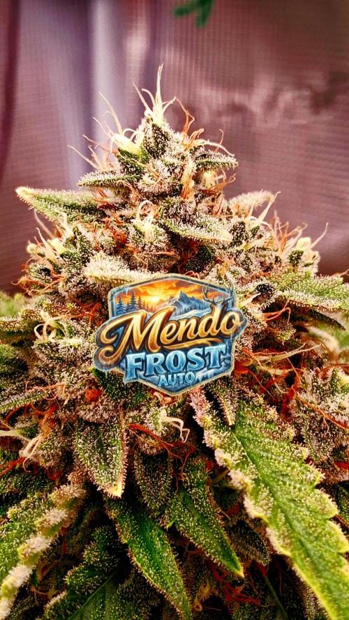 Mendo Frost Auto ❄️ 🏆. Week 9