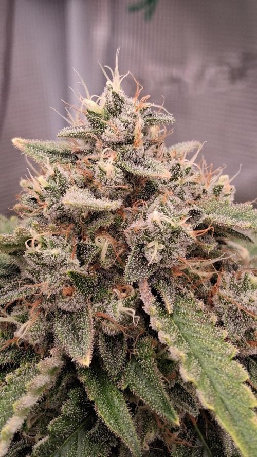 Mendo Frost Auto ❄️ 🏆. Week 9