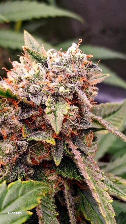 Mendo Frost Auto ❄️ 🏆. Week 9