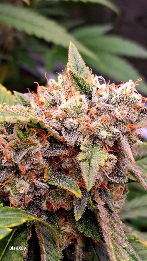 Mendo Frost Auto ❄️ 🏆. Week 9