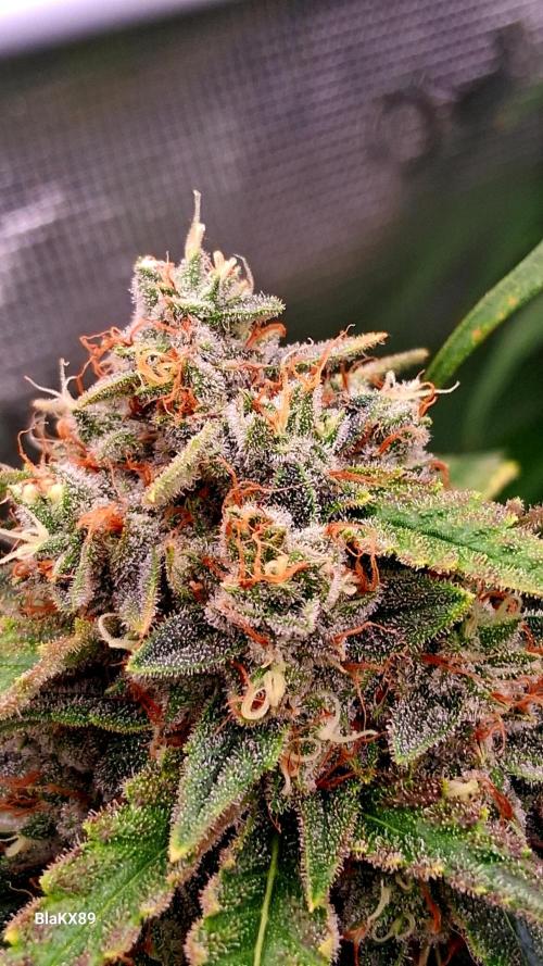 Mendo Frost Auto ❄️ 🏆. Week 9