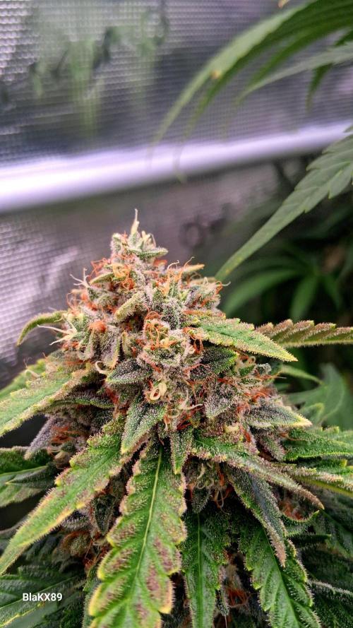 Mendo Frost Auto ❄️ 🏆. Week 9