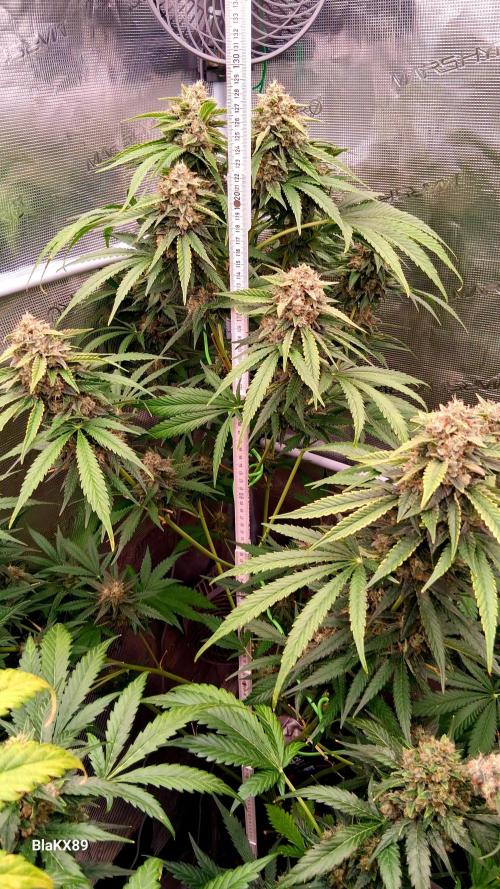 Mendo Frost Auto ❄️ 🏆. Week 9