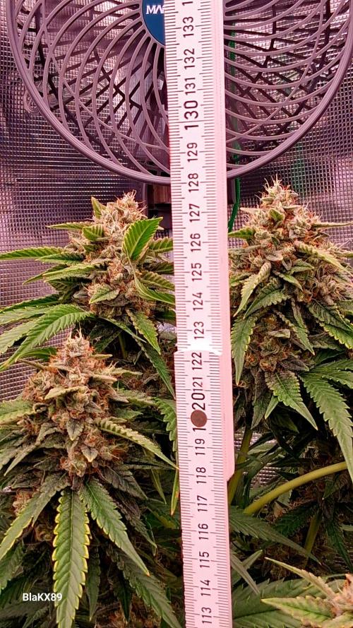Mendo Frost Auto ❄️ 🏆. Week 9