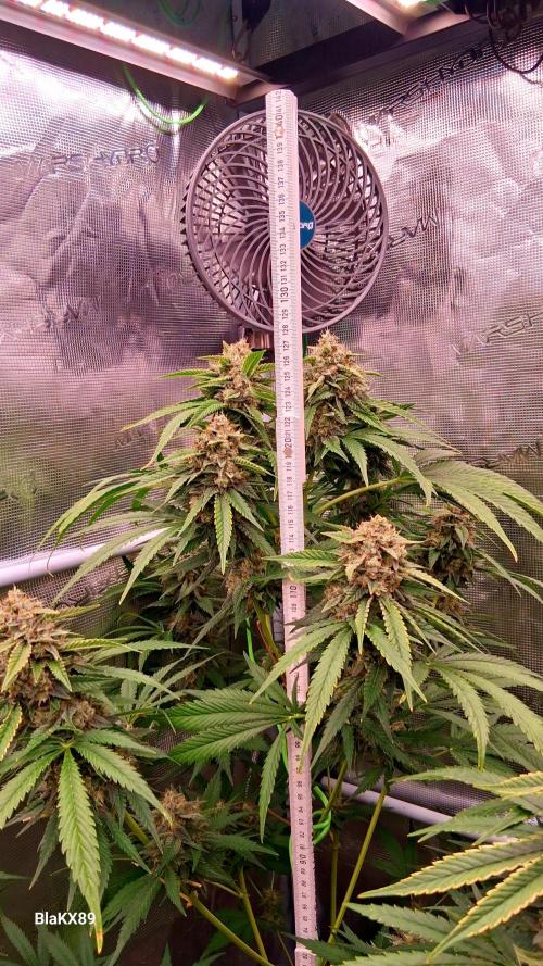 Mendo Frost Auto ❄️ 🏆. Week 9