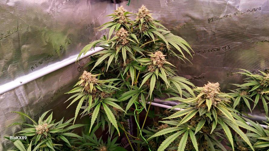 Mendo Frost Auto ❄️ 🏆. Week 9