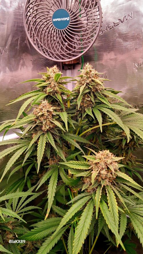 Mendo Frost Auto ❄️ 🏆. Week 9