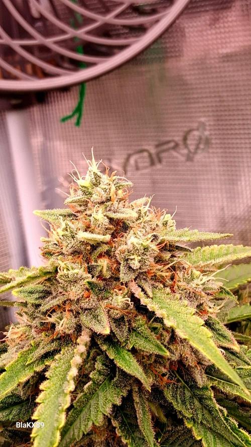 Mendo Frost Auto ❄️ 🏆. Week 9