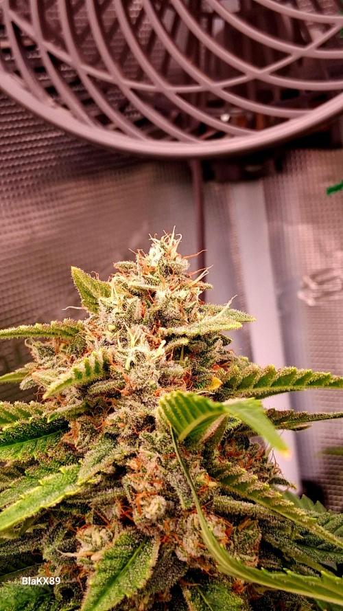 Mendo Frost Auto ❄️ 🏆. Week 9