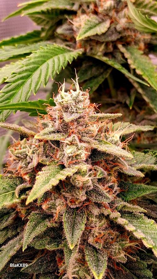 Mendo Frost Auto ❄️ 🏆. Week 9