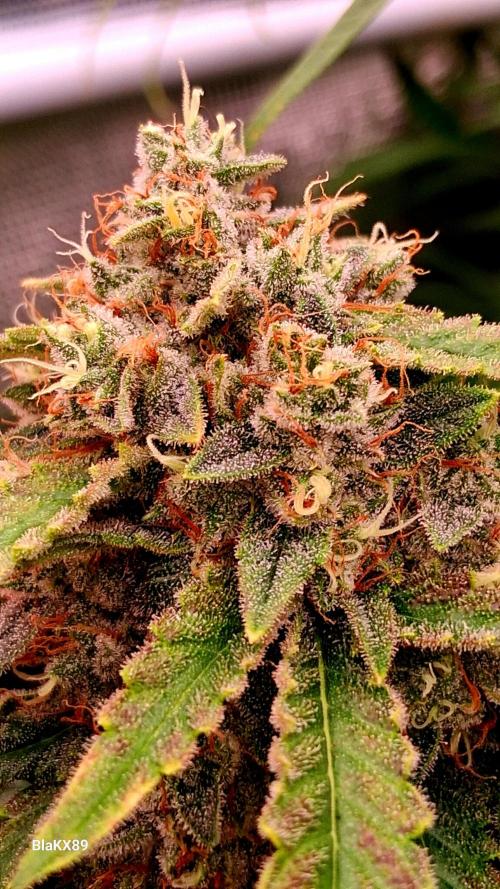 Mendo Frost Auto ❄️ 🏆. Week 9