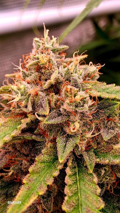 Mendo Frost Auto ❄️ 🏆. Week 9