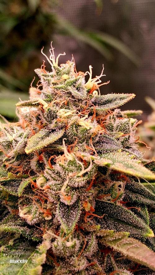Mendo Frost Auto ❄️ 🏆. Week 9