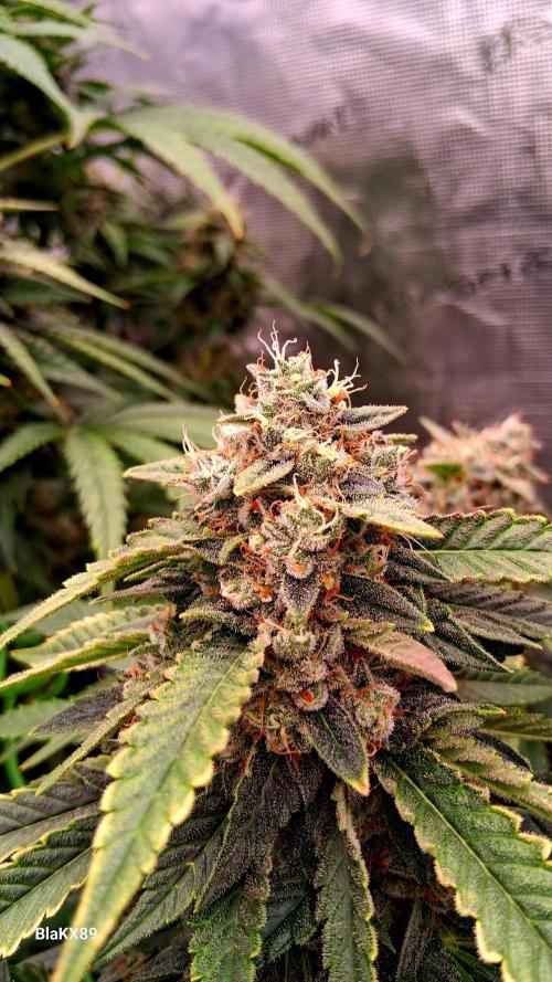 Mendo Frost Auto ❄️ 🏆. Week 9