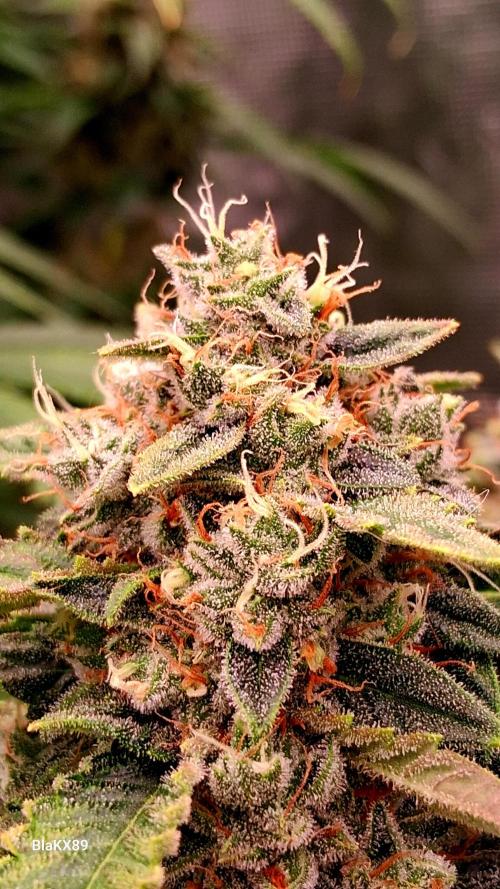 Mendo Frost Auto ❄️ 🏆. Week 9