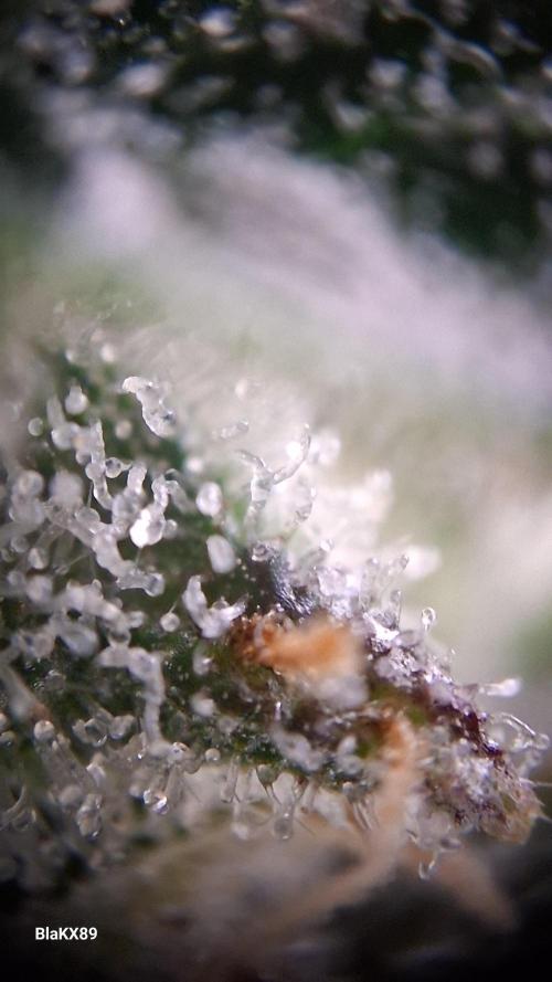 Mendo Frost Auto. Week 9