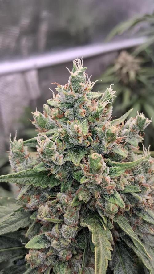 Banana Purple Auto | Paradise Seeds
