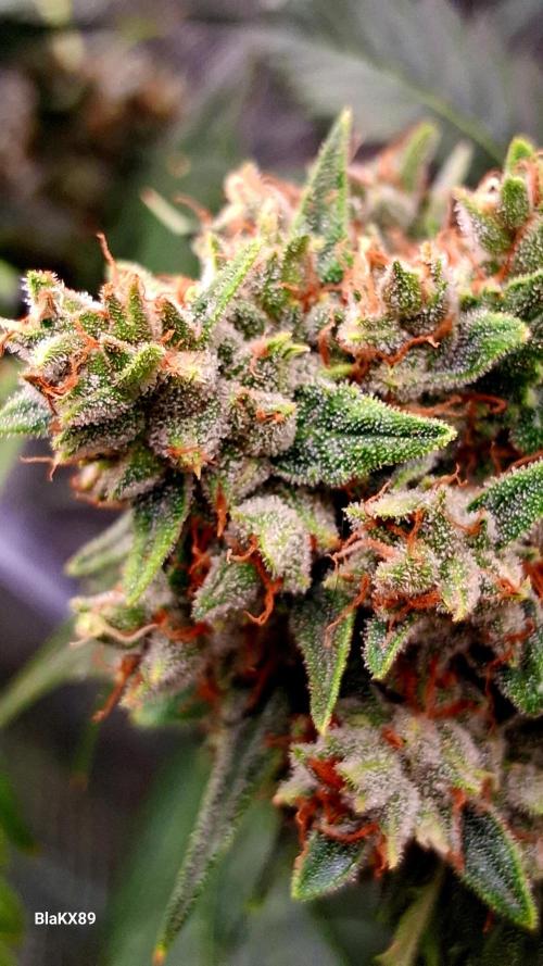 Banana Purple Auto | Paradise Seeds. Week 9