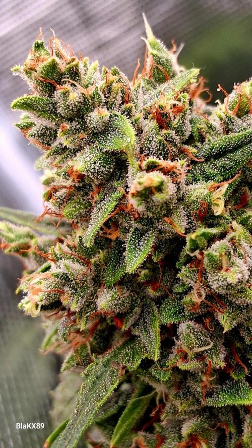 Banana Purple Auto | Paradise Seeds. Week 9