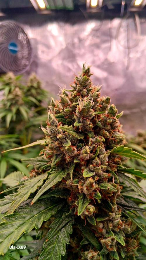 Banana Purple Auto | Paradise Seeds. Week 9