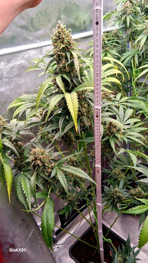 Banana Purple Auto | Paradise Seeds. Week 9