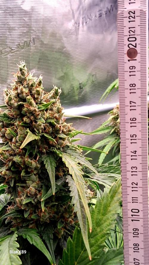 Banana Purple Auto | Paradise Seeds. Week 9
