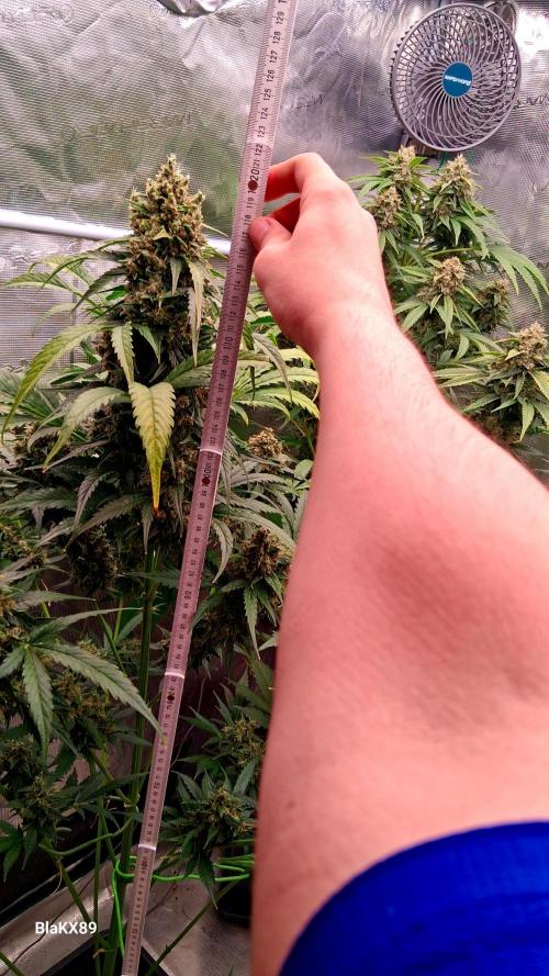 Banana Purple Auto | Paradise Seeds. Week 9