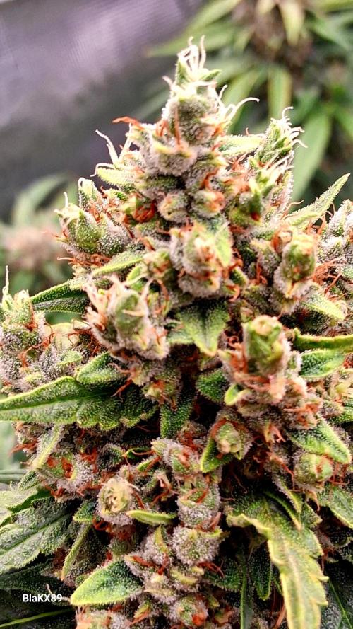 Banana Purple Auto | Paradise Seeds. Week 9
