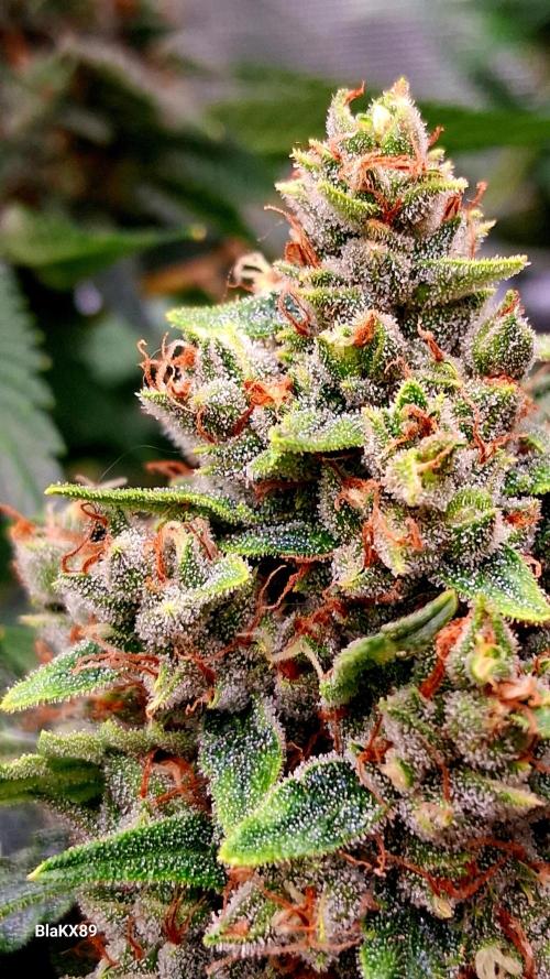 Banana Purple Auto | Paradise Seeds. Week 9