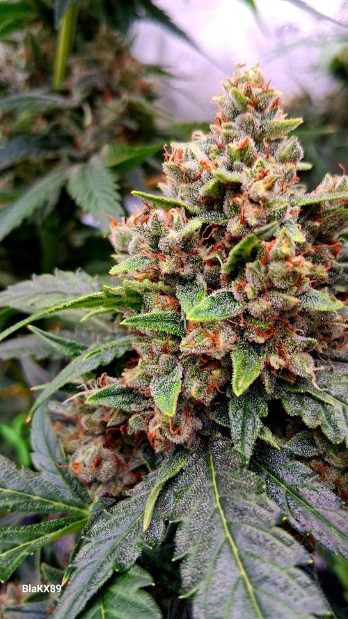Banana Purple Auto | Paradise Seeds. Week 9