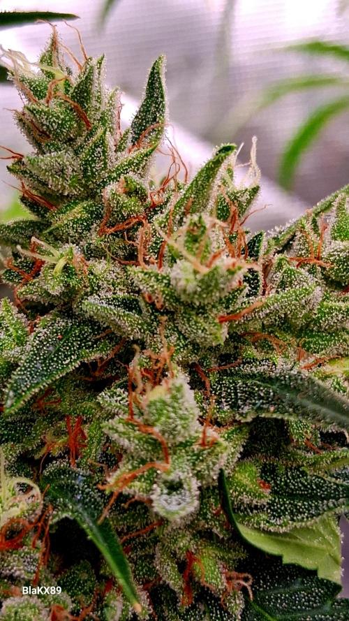 Banana Purple Auto | Paradise Seeds. Week 9