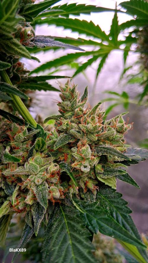 Banana Purple Auto | Paradise Seeds. Week 9
