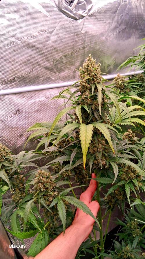 Banana Purple Auto | Paradise Seeds. Week 9