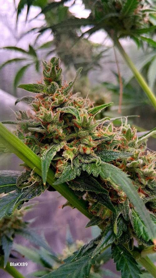 Banana Purple Auto | Paradise Seeds. Week 9