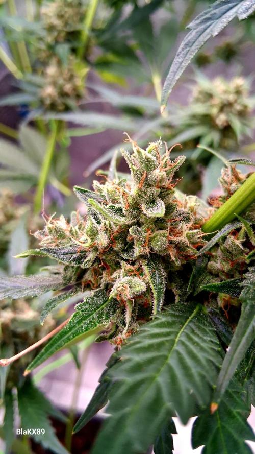 Banana Purple Auto | Paradise Seeds. Week 9