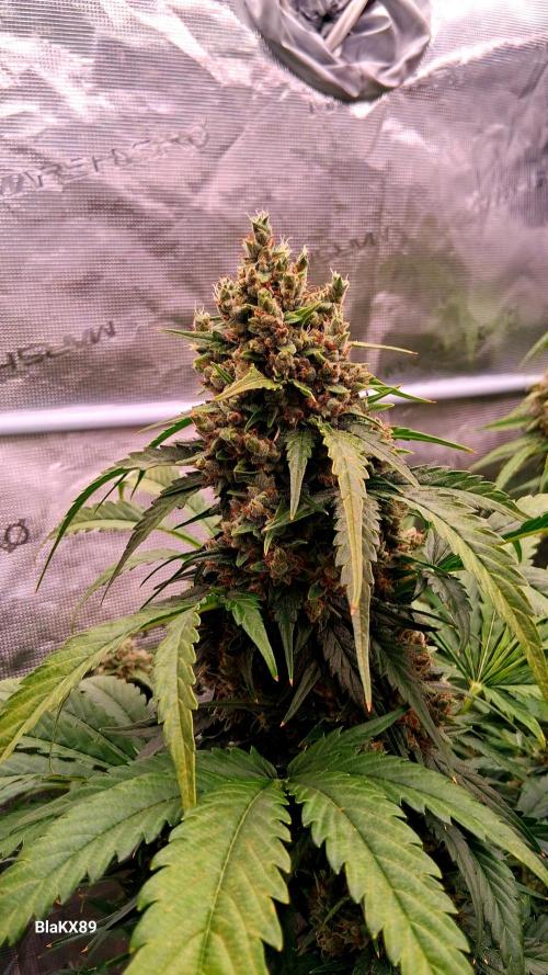 Banana Purple Auto | Paradise Seeds. Week 9