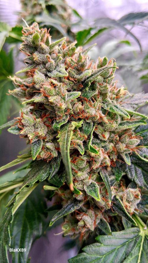 Banana Purple Auto | Paradise Seeds. Week 9