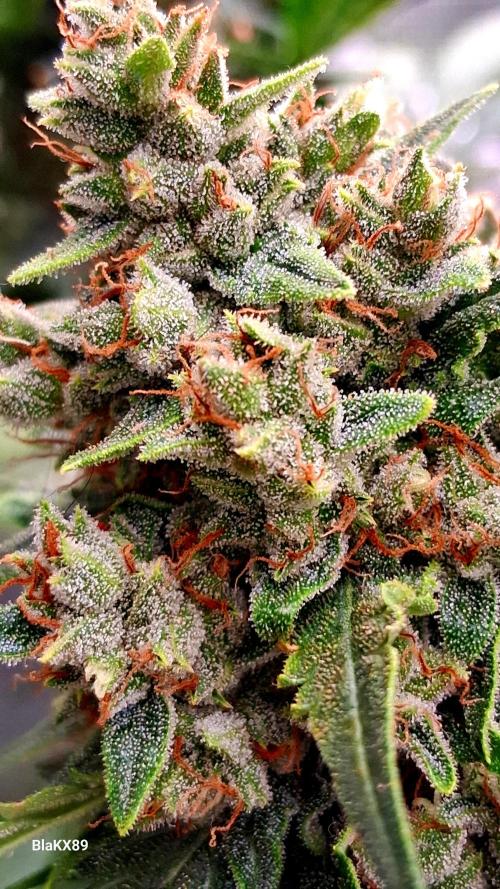 Banana Purple Auto | Paradise Seeds. Week 9