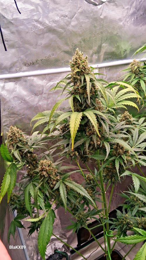 Banana Purple Auto | Paradise Seeds. Week 9
