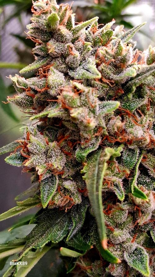 Banana Purple Auto | Paradise Seeds. Week 9